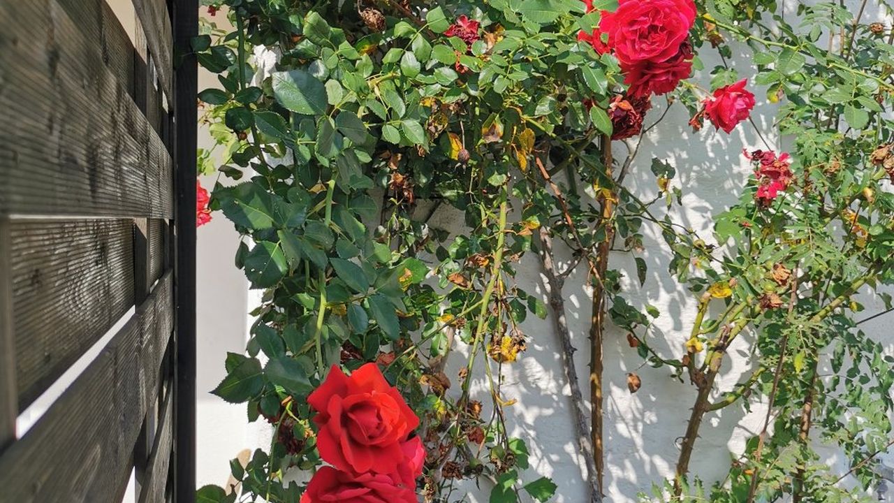 Terrasse - Blumen Terrasse - Blumen